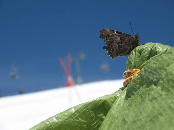 butterfly close-up