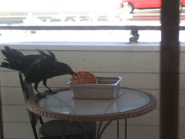 Raven enjoying some camp waffles!